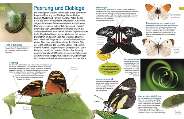 Schmetterling - mit Kindern die Insekten entdecken. Sachbuch für Kinder. Verwandlung eines Schmetterlings. Lebenszyklus