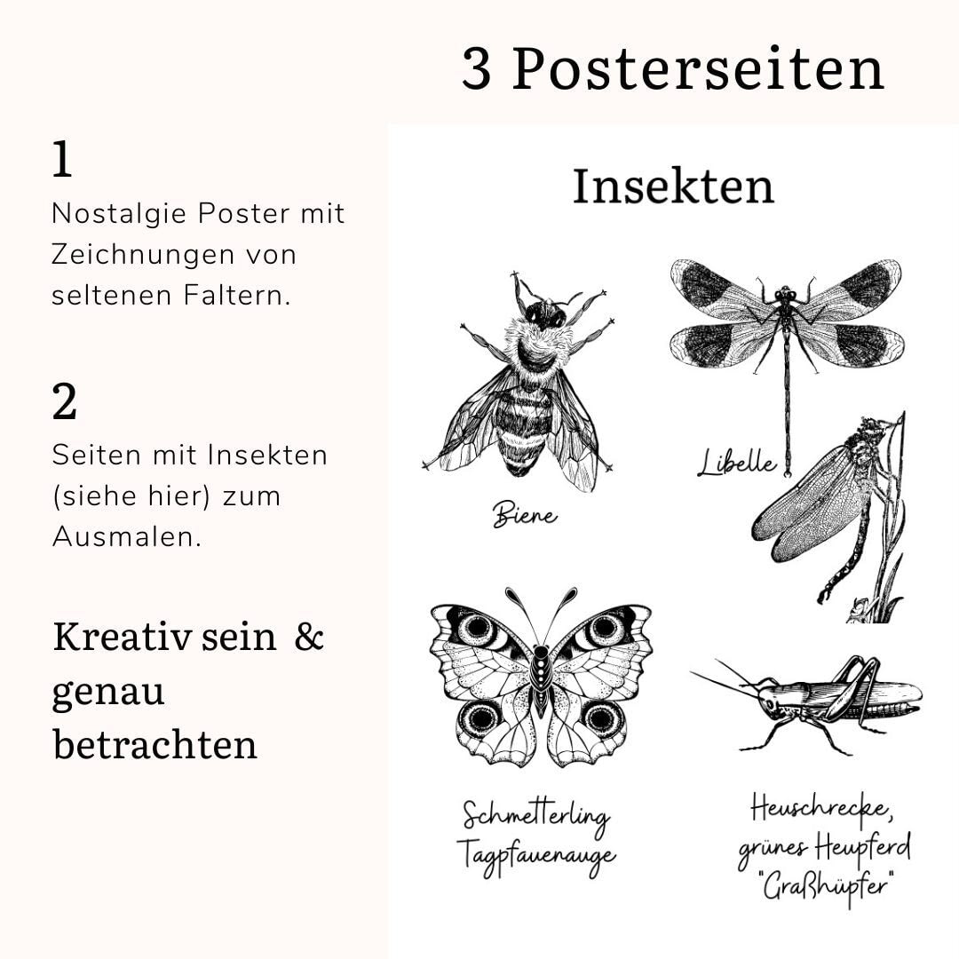 Materialpaket Schmetterlinge und Insekten