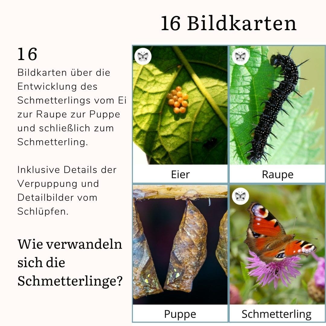 Materialpaket Schmetterlinge und Insekten